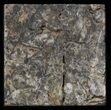 Rhynie Chert - Early Devonian Vascular Plant Fossils #40240-1